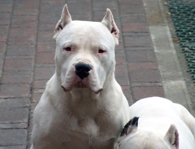 dogoargentino1