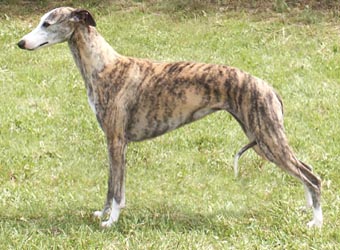 whippet1perscheda