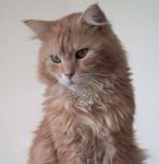 MAINE COON rosso