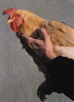 La gallina Bionda Piemontese 