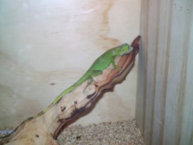 IGUANA (Iguana iguana) baby
