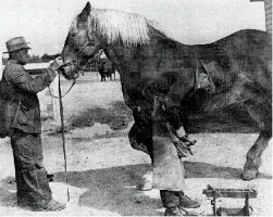 Il Cavallo Agricolo Italiano da Tiro Pesante Rapido