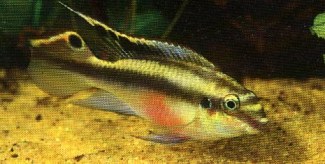 PULCHER  (Pelvicachromis pulcher)