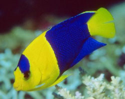 Centropyge Bicolr o Bellezza dei coralli gialla e blu