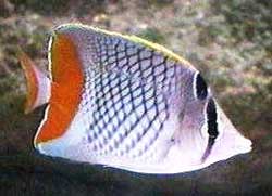 Chaetodon Xanthurus o Pesce farfalla bianco e rosso