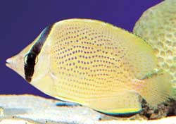 Chaetodon Citrinellus o Pesce farfalla giallo limone