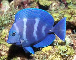 Acanthurus Coeruleus o Pesce chirurgo blu