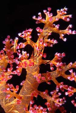 Dendronephthya species o Corallo molle o Corallo dell'albero di Natale