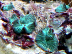 Discosoma species o Attinia a fungo o anemone a disco