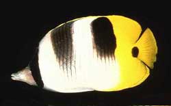 Chaetodon Falcula o Pesce farfalla con sella