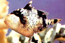 Pseudobalistes Flavimarginatus o Pesce balestra nebulosa