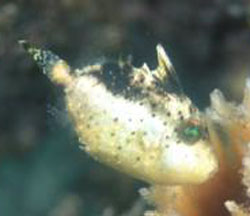 Pseudobalistes Flavimarginatus o Pesce balestra nebulosa