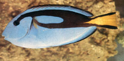 Paracanthurus Hepatus o Pesce chirurgo blu