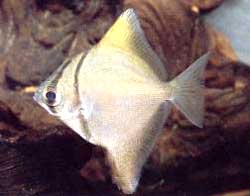 Monodactylus Argenteus o Pesce piatto di argento