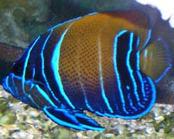 Euxiphipops Navarchus juvenile o Pesce angelo con la faccia blu