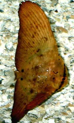 Platax Orbicularis o Pesce pipistrello bruno