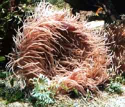 Radianthus Malu o Heteractis Magnificao Ascidia pigmentata