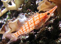 Oxycirrhites Typus o Pesce trombetta