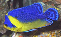 Sumireyakko (Centropyge) Venustus o  Pesce angelo a bande blu