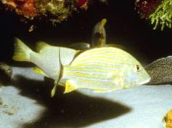 Anisotremus Virginicus o Sparus Vittatus - Pesce porco