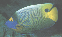 Euxiphipops Xanthometapon o Pesce angelo dalla faccia blu