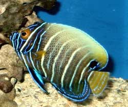 Euxiphipops Xanthometapon juvenile o Pesce angelo dalla faccia blu