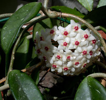 Fiore di Cera - Hoya carnosa