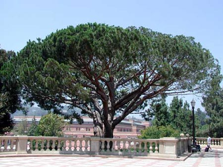 Pinus Pinea - Pino domestico