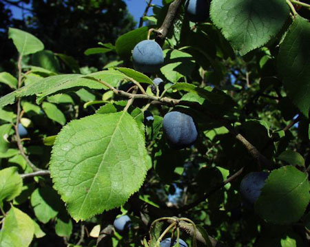 Susino - Prunus domestica