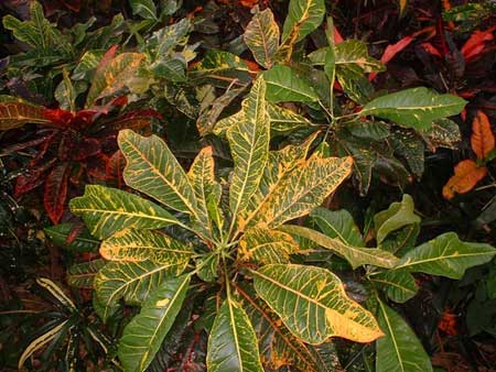 Codiaeum variegatum - Croton