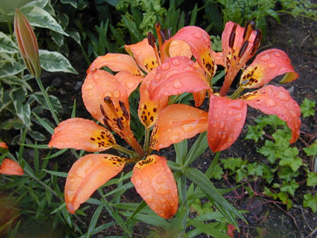 http://www.inseparabile.com/pianteefiori/foto_piante_e_fiori/lilium_philadelphicum.jpg