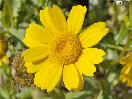 Marcerita Chrysanthemum