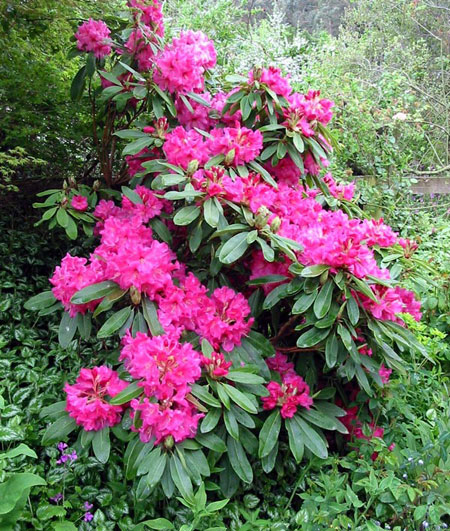 Rododendro - rhododendron