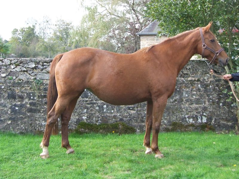 Cavallo Selle Francais Allevamento E Scheda