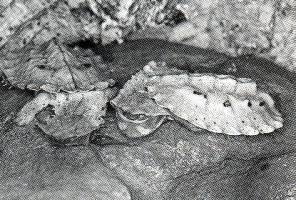 MATA MATA  (Chelus fimbriatus)