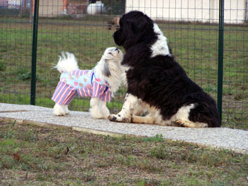 Piccolo cane leone