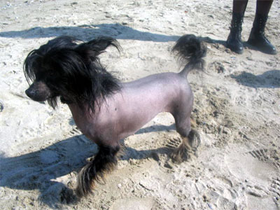 Chinese crested dog - Cane cinese dal ciuffo