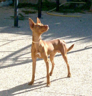 PODENCO ANDALUSO