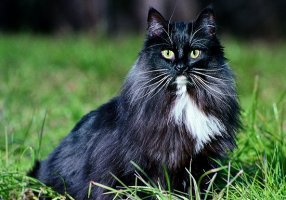 Il linguaggio dei gatti