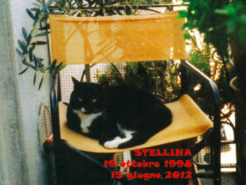 Stellina gatto bianco e nero nel cimitero virtuale di inseparabile.com