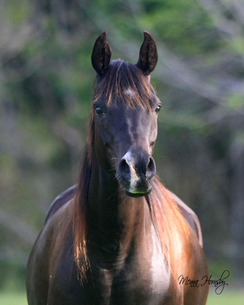 cavallo razza Tersk