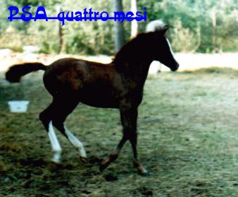 Puledro cavallo arabo