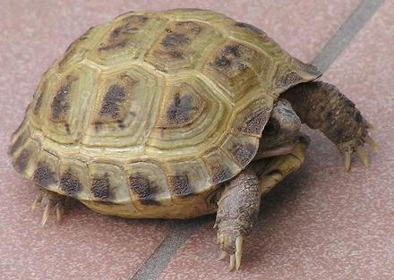 Testudo Horsfieldi Allevamento E Scheda