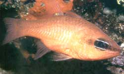 Apogon Maculatus o Pesce cardinale�