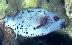 Arothron Nigropuntatus o Pesce palla