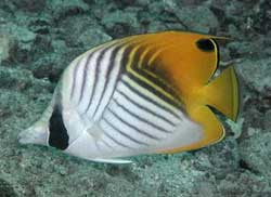 Chaetodon Auriga o Pesce farfalla bianco e giallo