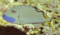 Xanthichthys Auromarginatus o  Pesce balestra blu dal bordo oro