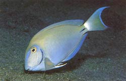 Acanthurus Baianus o Pesce chirurgo blu