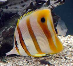 Chelmon Rostratus o Pesce pinzetta