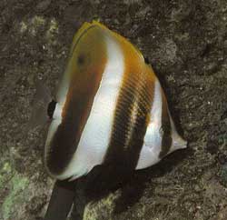Coradion Altivelis o Pesce pinzetta con alte pinne